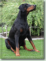 Chico im Jahr 2014 mit 9,5 Jahren.