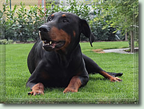 Chico im Jahr 2014 mit 9,5 Jahren.