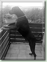 Ede