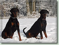 Enzo-Lorenzo